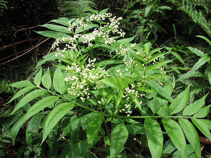 Sambucus gaudichaudiana