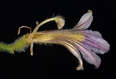 Scaevola parvifolia - Flickr - Kevin Thiele