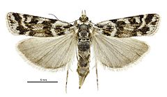 Scoparia s.l. famularis female.jpg