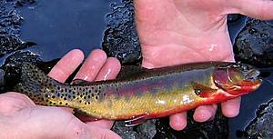 Small Golden Trout