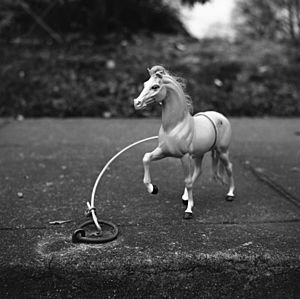 Small horse, Portland, OR