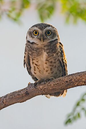 Spotted Owlet in Patiala 03