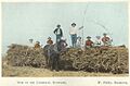 StateLibQld 1 257880 Group of workers posing on top of bundles of cut cane, Bundaberg, ca. 1914