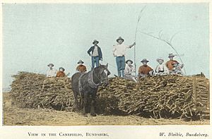 StateLibQld 1 257880 Group of workers posing on top of bundles of cut cane, Bundaberg, ca. 1914