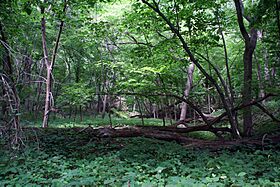 Parklands