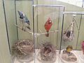 Stuffed birds on display (Irvine Nature Center, 2010)