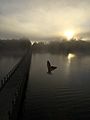 Swallow in the mist of dawn, Pumphouse Point, Lake St Clair
