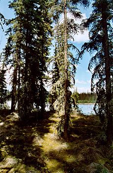 Tall white spruce shade the mossy forest floor