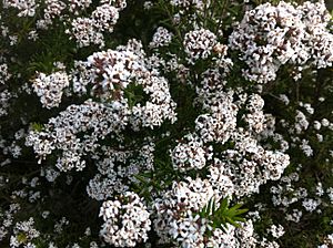 Taxandria juniperina flowers