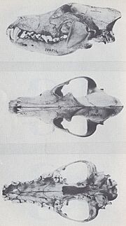 The Wolves of North America (1944) C. l. mogollonensis ♂.jpg