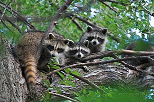 Three raccoons in a tree
