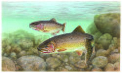Trout cutthroat fish oncorhynchus clarkii clarkii