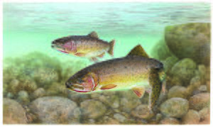 Drawing of two trout swimming