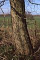 Ulmus minor 'Plotii', Laxton. Bark of tree