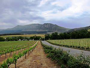 Vignoble de Groot Constantia Afrique du Sud