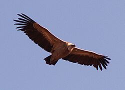 Vulture 19o05