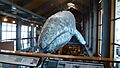 Whale figure at Ty Warner Sea Center