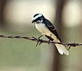 White-browed Fantail (Rhipidura aureola) at Sindhrot near Vadodara, Gujrat Pix 141