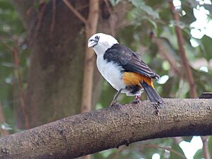 White-headed Buffalo-weaver Dinemellia dinemelli Perched 2000px