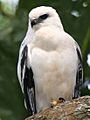 White Hawk 1 2496239182 cropped