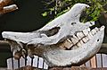 White Rhino Skull (31706595573)