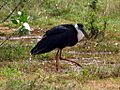 Wooly necked stork 3