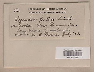 Yale University Herbarium catalog card YU.216150 (Lejeunea patens Lindb.)