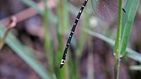 Yellow-tipped Tigertail tail lateral (16335399029)