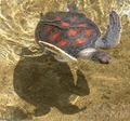Photo of two swimming turtles