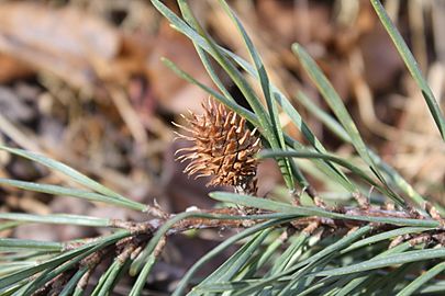 Young female Pinus virginiana cone