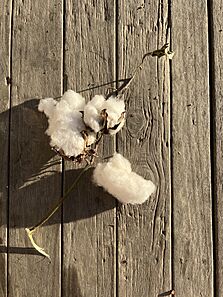 “Weemabah Station cotton stem from the Narromine harvest of 2022”