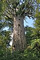00 29 0496 Waipoua Forest NZ - Kauri Baum Tane Mahuta