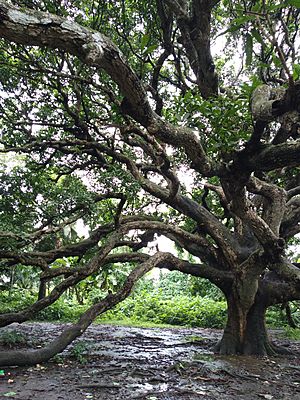 110 years ancient mango tree of Gopalganj, Bangladesh