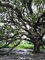 110 years ancient mango tree of Gopalganj, Bangladesh.jpg
