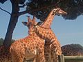 2 Girafes à la Barben