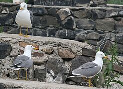 3 Armenian Gulls - front, back and side views