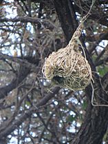 ASC Leiden - van de Bruinhorst Collection - Somaliland 2019 - 4530 - A detail of the nest of weaver birds hanging from a tree