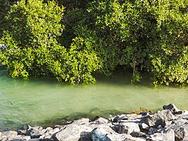 Abu Dhabi Mangroves