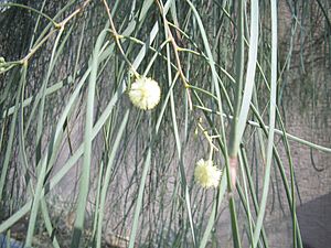 Acacia-stenophylla-flowers.jpg