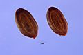 Acacia rigidula seeds