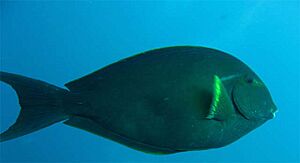 Acanthurus albipectoralis, Bali.JPG