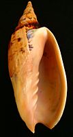 Alcithoe arabica (smooth form, underside view)
