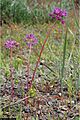 Allium Bisceptrum Flower