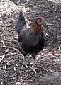 American Game hen