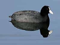 Andean Coot RWD6