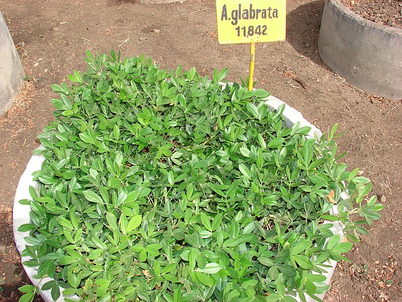 Arachis glabrata at DGR