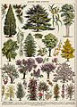 Arbres d'ornement-1 - ornamental trees in colour- Public domain book illustration (visual explanation, informative drawing, plate) from Larousse du XXème siècle 1932