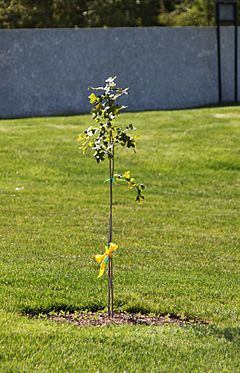 Arlington Oak sapling - official replacement tree - Arlington National Cemetery - 2012-05-19