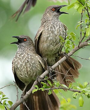 Arrow-marked Babbler,Turdoides jardineii, at Hwange National Park, Zimbabwe (35097040664).jpg