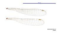 Austrocnemis obscura female wings (34664723982)